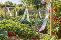 Vogels in de moestuin: zo bescherm je jouw oogst