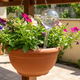 Waterdruppelaar voor Planten - 60 ml - Ø 5 cm