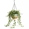 Hangpot met Afwatering - Groen - 24 cm