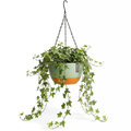 Hangpot met Afwatering - Groen - 24 cm