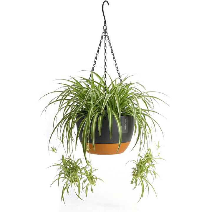 Hangpot met Afwatering - Zwart - 21 cm