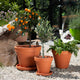 Terracotta Bloempot met Schotel - Roodsteen - 14 cm