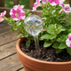 Waterdruppelaar voor Planten - 250 ml - Ø 8 cm