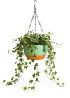 Hangpot met Afwatering - Groen - 21 cm